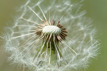 Image showing close up of Dandelion on background green grass