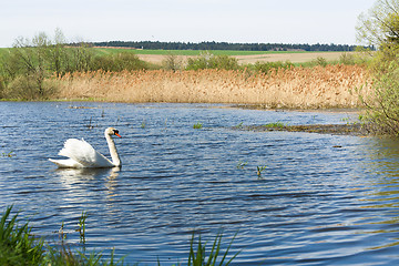 Image showing Mute swan, Cygnus, single bird on water