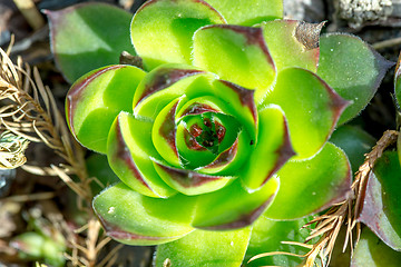 Image showing green sempervivum closeup