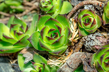 Image showing green sempervivum closeup