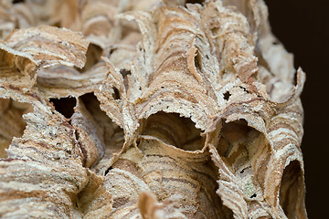 Image showing Wasp nest background