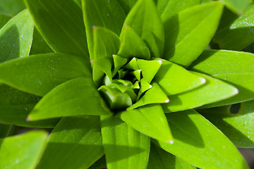 Image showing green plant leaf top view