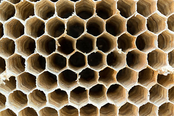 Image showing Wasp nest texture background