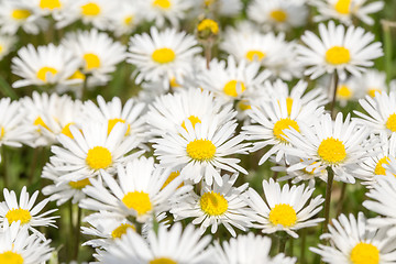 Image showing small daisy flower