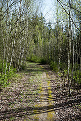 Image showing Spring shot of pathway in small young forrest