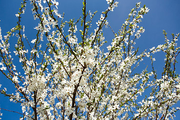Image showing Blossoming apple in spring 