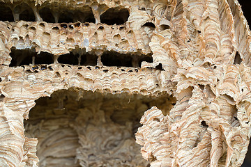 Image showing Wasp nest background