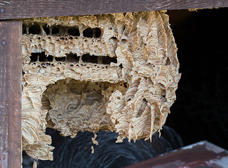 Image showing Wasp nest background