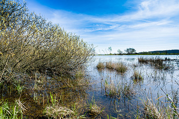 Image showing reeds at the pond