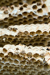 Image showing Wasp nest background