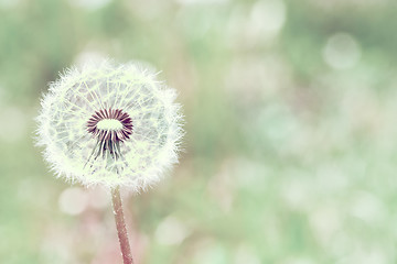 Image showing close up of Dandelion with abstract color