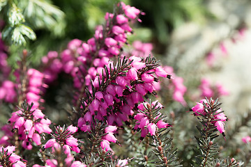 Image showing Macro of small purple heather blossoms