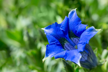 Image showing Trumpet gentiana blue spring flower in garden