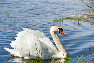 Image showing Mute swan, Cygnus, single bird on water