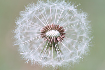 Image showing close up of Dandelion with abstract color