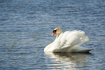 Image showing Mute swan, Cygnus, single bird on water