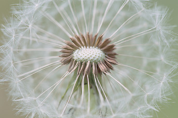 Image showing close up of Dandelion with abstract color