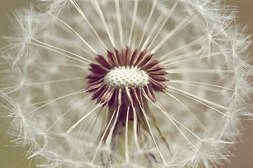 Image showing close up of Dandelion with abstract color