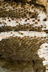 Image showing Wasp nest background