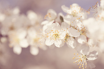 Image showing Blossoming apple in spring 