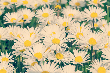 Image showing small daisy flower retro color