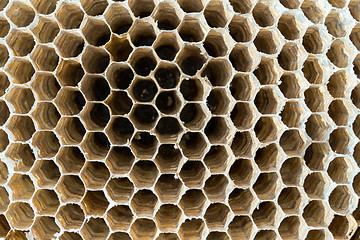 Image showing Wasp nest texture background