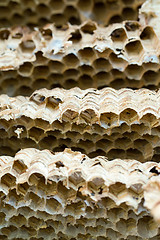 Image showing Wasp nest background