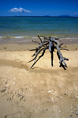 Image showing tree in madagascar