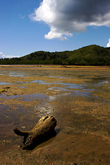 Image showing sand and  branch