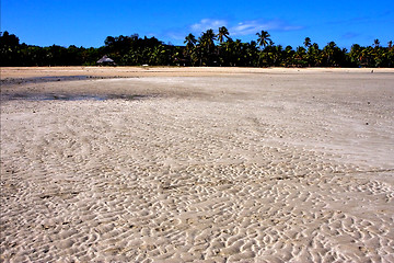 Image showing seaweed and beach