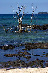 Image showing andilana beach\'s tree