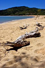 Image showing bush in madagascar