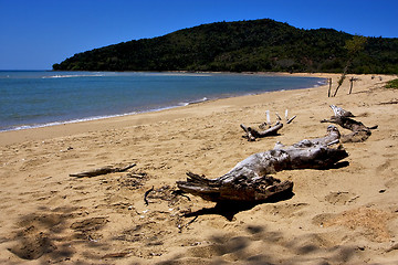 Image showing beach and sand  in nosy be and a tree