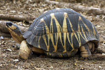 Image showing turtle\'s earth in madagascar