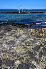 Image showing rocks and tree