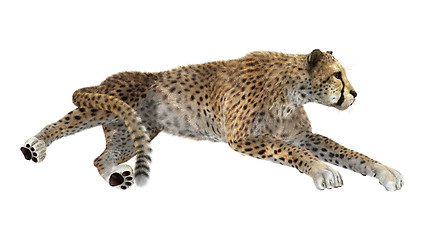Image showing Cheetah