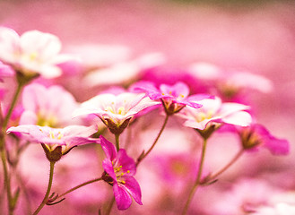 Image showing pink geranium