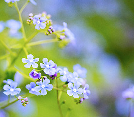 Image showing forget-me-not