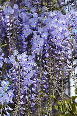 Image showing Wisteria.