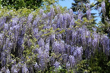 Image showing Wisteria.