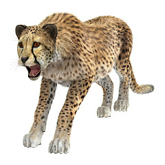 Image showing Cheetah