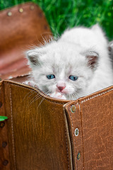 Image showing little kittens playing in old suitcase