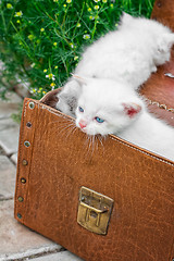 Image showing little kittens playing in old suitcase