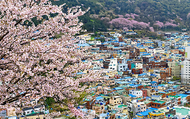 Image showing Sakura tree at Gamcheon Culture Village, Busan