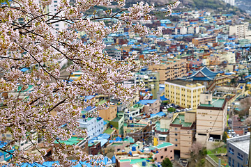 Image showing Sakura tree at Gamcheon Culture Village, Busan