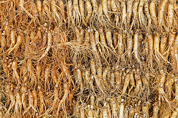 Image showing crowd of real ginseng