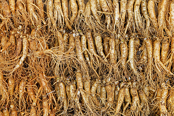 Image showing crowd of real ginseng