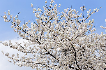 Image showing Branches of blooming apple tree