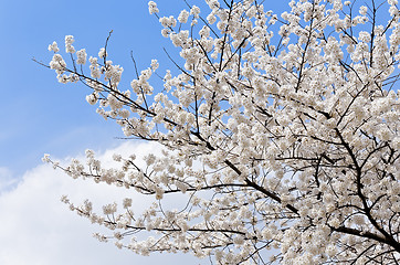 Image showing Branches of blooming apple tree