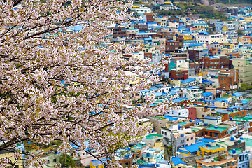 Image showing Sakura tree at Gamcheon Culture Village, Busan